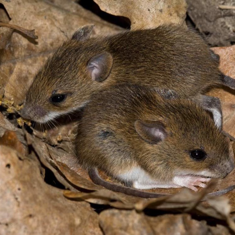 Уничтожения мышей в частном доме в Черкассые?