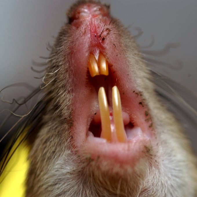 Дератизация крыс в Черкассые?